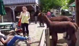 Bébés VS animaux du Zoo - Compilation hilarante