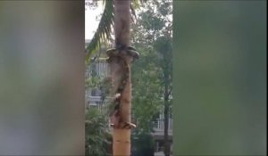 Ce serpent a une technique incroyable pour monter aux arbres !