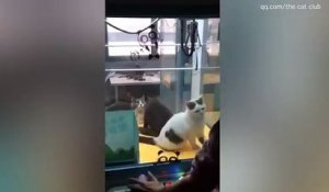 Des clients jouent à la machine à pince avec des chats vivants enfermés dedans en Chine