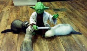 Yoda combat des furets au sabre laser !