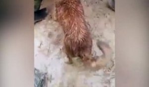Cette chienne courageuse sauve ses chiots pendant une inondation