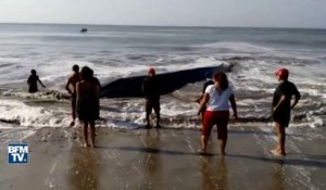 Au Mexique, une baleine de 10 tonnes échouée sur une plage est secourue par des pêcheurs