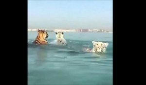 Des tigres nagent en pleine mer... Magnifique