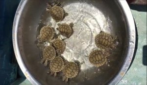 Naissance de 9 tortues royales en voie d'extinction