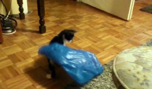 Un chaton prisonnier d'un sac en plastique... OWWWW