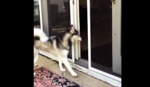 Ce chien Husky ne sais pas ce qu'il veut : dehors, dedans, dehors...