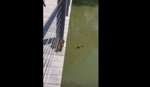 Une famille de canards saute dans l'eau