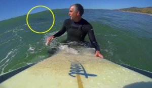 Un surfeur se retrouve avec un requin juste derrière lui