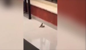 Cet oiseau essaie de réanimer son ami mort... Tellement touchant