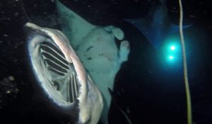 Raies mantas géantes filmées sous l'eau de nuit !