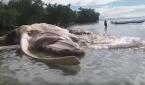 L'énorme créature échouée en Indonésie a enfin été identifiée
