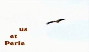 Marcus et Perle, les cigognes blanches de Saint-Laurent-des-Hommes (24)