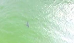 Enorme requin blanc filmé à 50m des côtes américaines !