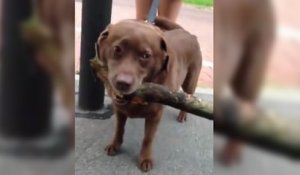 Une chienne ramène une branche d'arbre à la maison