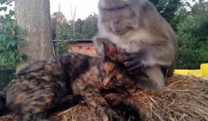 Quand un singe montre comment faire un petit massage à un chat !