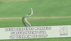 Deux serpents mortels s'affrontent sur un terrain de Golf
