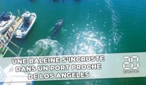 Une baleine s'incruste dans un port proche de Los Angeles