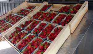 Les fraises de Wanze