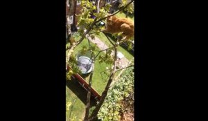 Ce Pompier A Une Methode Bien Particuliere Pour Faire Descendre Le Chat De L Arbre Sur Orange Videos