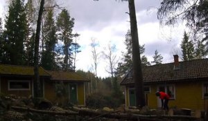 Il est chaud le bucheron : abattre un arbre entre 2 maisons