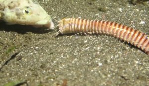 Ce ver sous-marin entraine un poisson dans le sable !