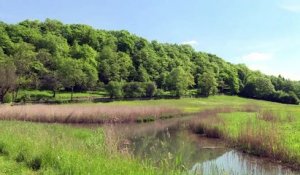 France: un premier parc national dédié à la forêt en 2019