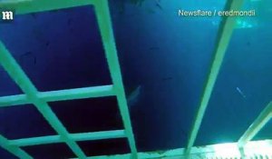 Un grand requin blanc enfreint la cage de plongeur