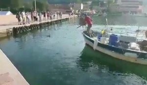 Un pêcheur harponne un marlin dans le port de Saint-Mandrier (Var)