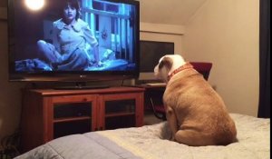 Un chien aboie en regardant un film d'horreur