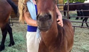 Ce bébé cheval qui aime les caresses n'arrête pas de sourire !!