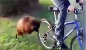 Ce bouc n'aime pas trop les vélos !