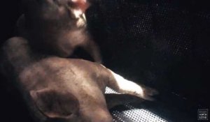 L214 : la nouvelle vidéo choc sur le gazage des cochons dans un abattoir (vidéo)