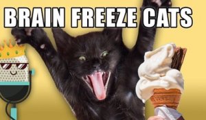 Des chats avec des cris humains en mangeant de la glace