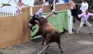 Un gros taureau attaque un homme qui filme avec son iPad