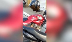 Un motard retrouve un essaim abeilles à l'intérieur de son casque !