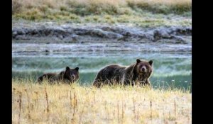 L'ours grizzly de Yellowstone n'est plus une espèce protégée
