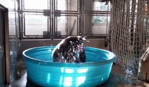 Un gorille prend son bain en dansant sur la chanson " Maniac" aux États-Unis.