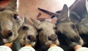 Des bébés kangourous orphelins se nourrissent au biberon