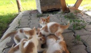 Surprenante Astuce Pour Immobiliser Un Chat Sur Orange Videos