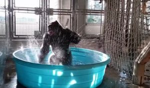 Un gorille danse dans une piscine
