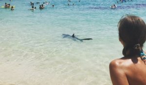 Un requin nage au bord de la plage
