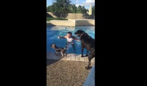 Un petit yorkshire saute sur le dos d'un autre chien dans une piscine
