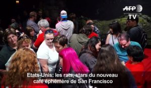 USA: les rats, stars du nouveau café éphémère de San Francisco