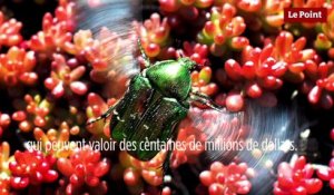 Le biomimétisme par Idriss Aberkane #22 : de sacrés scarabées !