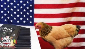Cette poule joue l'hymne américain au piano avec son bec !