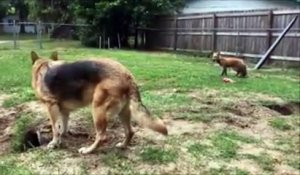 Un berger allemand adore jouer avec son renard !