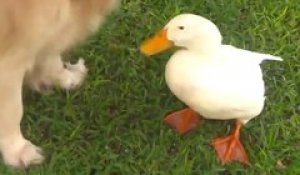 Un couple de meilleurs amis assez insolite : un chien et un canard