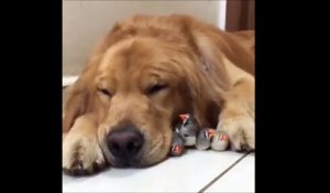 Le truc le plus adorable de la journée : un chien et ses amis les oiseaux
