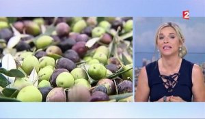 Huile d’olive : d’où vient-elle ?