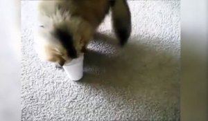 Cet idiot de chat se coince la tête dans un gobelet